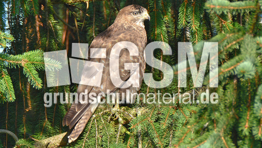 Mäusebussard (6).jpg